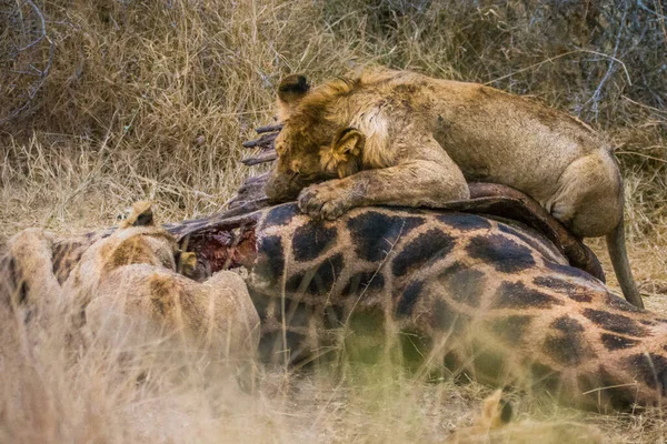 Leões Que Alimentam Uma Girafa Assassina Fresca Parque Nacional Kruger — Fotografia de Stock