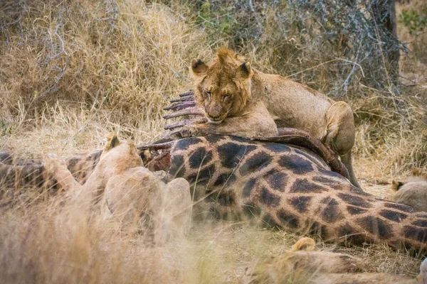 Львы Питаются Свежим Убитым Жирафом Национальный Парк Крюгера Юар — стоковое фото
