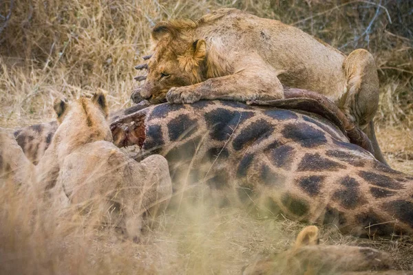 Löwen Die Sich Von Einer Frischen Kill Giraffe Ernähren Kruger — Stockfoto