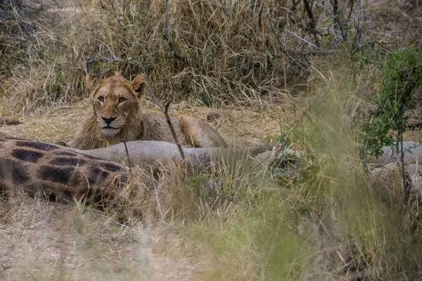 Oroszlánok Táplálkozás Egy Friss Ölni Zsiráf Kruger Nemzeti Park Dél — Stock Fotó