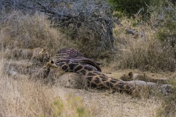 Leones Alimentándose Una Jirafa Fresca Parque Nacional Kruger Sudáfrica —  Fotos de Stock