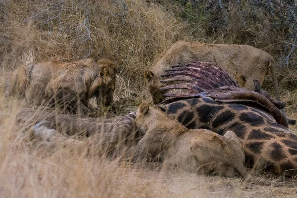 Львы Питаются Свежим Убитым Жирафом Национальный Парк Крюгера Юар — стоковое фото