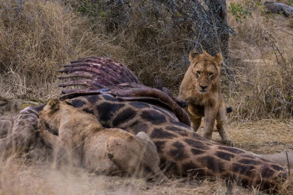 南非克鲁格国家公园 狮子以一头新鲜的猎杀长颈鹿为食 — 图库照片