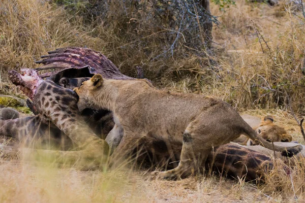 Löwen Die Sich Von Einer Frischen Kill Giraffe Ernähren Kruger — Stockfoto