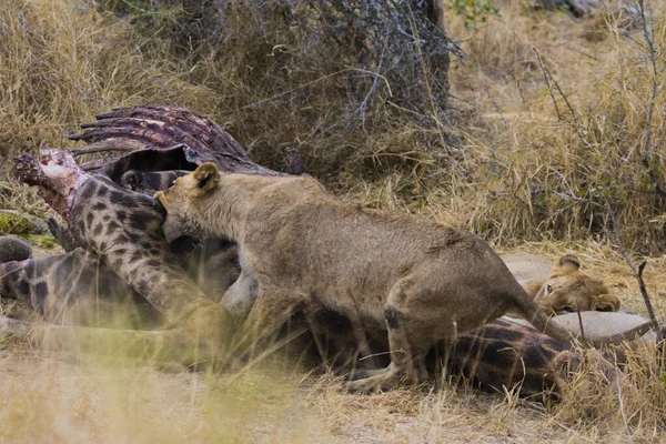 Löwen Die Sich Von Einer Frischen Kill Giraffe Ernähren Kruger — Stockfoto