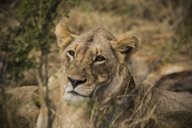 Aslanlar taze bir ölüm zürafasıyla besleniyor, Kruger Ulusal Parkı, Güney Afrika