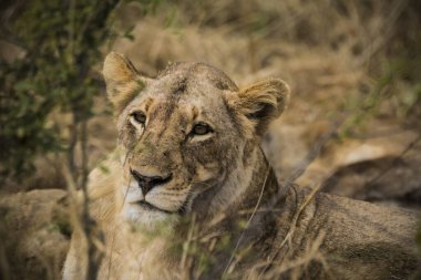 Aslanlar taze bir ölüm zürafasıyla besleniyor, Kruger Ulusal Parkı, Güney Afrika