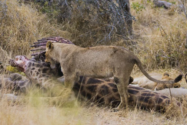 Lions Feeding Fresh Kill Giraffe Kruger National Park South Africa — Stock Photo, Image