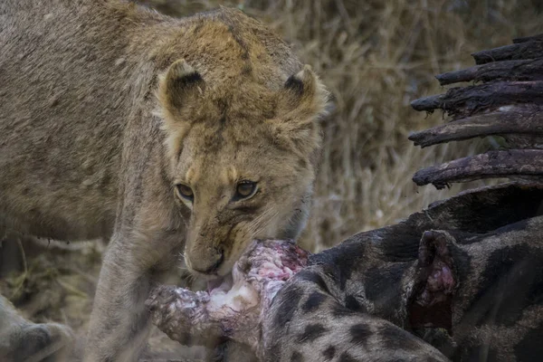 Leões Que Alimentam Uma Girafa Assassina Fresca Parque Nacional Kruger — Fotografia de Stock