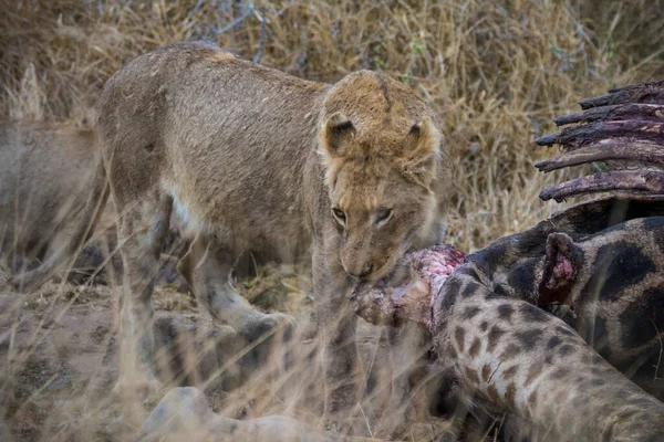 Leões Que Alimentam Uma Girafa Assassina Fresca Parque Nacional Kruger — Fotografia de Stock