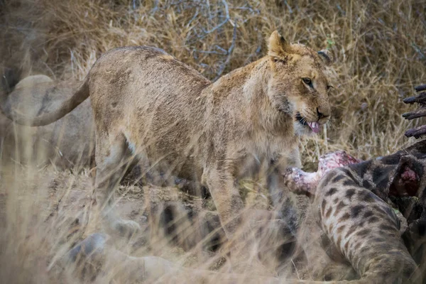 Aslanlar Taze Bir Ölüm Zürafasıyla Besleniyor Kruger Ulusal Parkı Güney — Stok fotoğraf