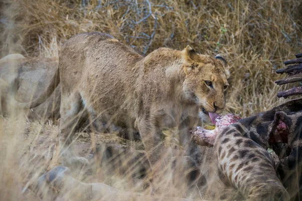 Leeuwen Voeden Zich Met Een Verse Kill Giraffe Kruger National — Stockfoto