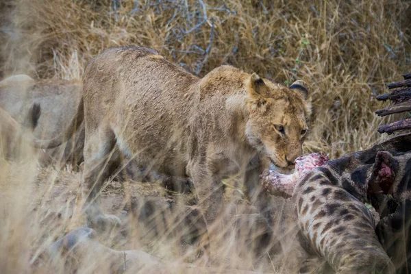 Leões Que Alimentam Uma Girafa Assassina Fresca Parque Nacional Kruger — Fotografia de Stock