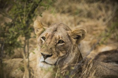 Aslanlar taze bir ölüm zürafasıyla besleniyor, Kruger Ulusal Parkı, Güney Afrika