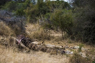Aslanlar taze bir ölüm zürafasıyla besleniyor, Kruger Ulusal Parkı, Güney Afrika