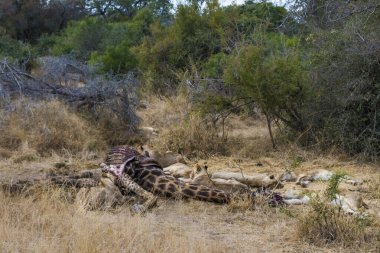 Aslanlar taze bir ölüm zürafasıyla besleniyor, Kruger Ulusal Parkı, Güney Afrika