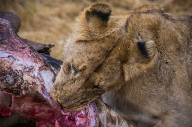 Aslanlar taze bir ölüm zürafasıyla besleniyor, Kruger Ulusal Parkı, Güney Afrika