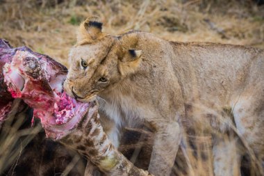Aslanlar taze bir ölüm zürafasıyla besleniyor, Kruger Ulusal Parkı, Güney Afrika