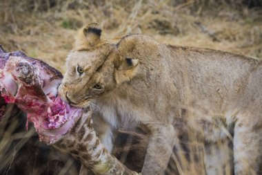 Aslanlar taze bir ölüm zürafasıyla besleniyor, Kruger Ulusal Parkı, Güney Afrika