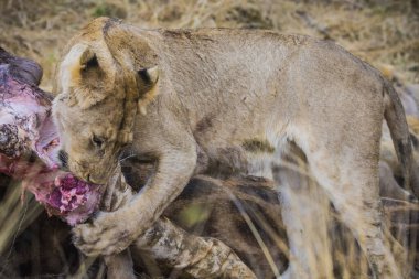 Aslanlar taze bir ölüm zürafasıyla besleniyor, Kruger Ulusal Parkı, Güney Afrika