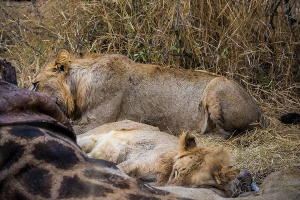 新鮮な殺人キリン クルーガー国立公園 南アフリカでのライオンの餌 — ストック写真