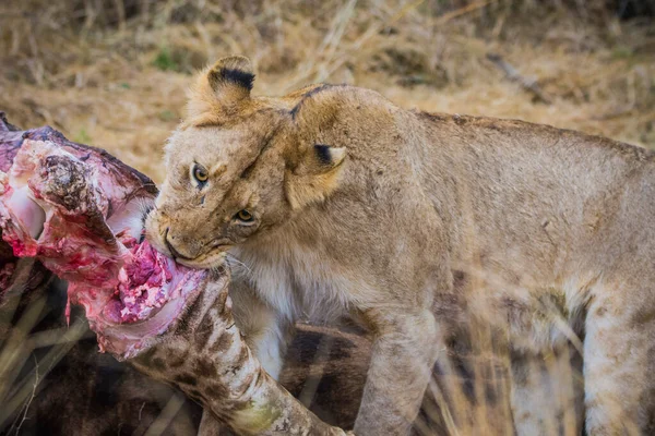 Leones Alimentándose Una Jirafa Fresca Parque Nacional Kruger Sudáfrica — Foto de Stock