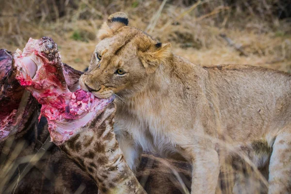 Leones Alimentándose Una Jirafa Fresca Parque Nacional Kruger Sudáfrica — Foto de Stock