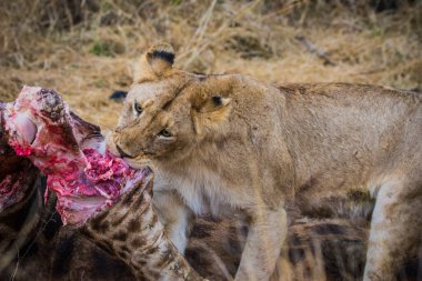 Aslanlar taze bir ölüm zürafasıyla besleniyor, Kruger Ulusal Parkı, Güney Afrika