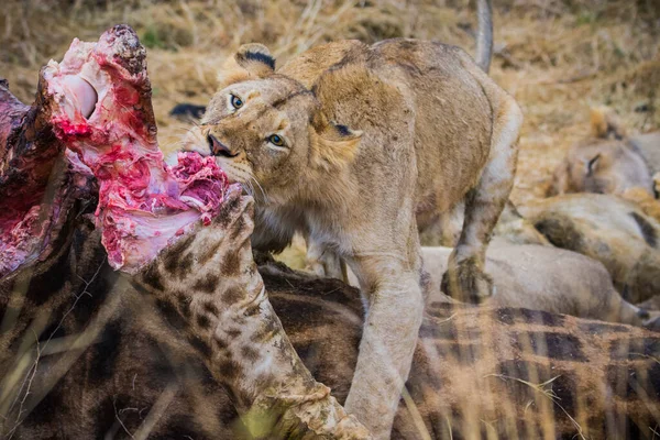 Lions Nourrissant Une Girafe Fraîche Parc National Kruger Afrique Sud — Photo