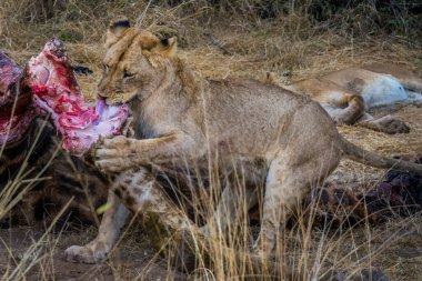Aslanlar taze bir ölüm zürafasıyla besleniyor, Kruger Ulusal Parkı, Güney Afrika