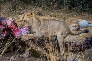 Aslanlar taze bir ölüm zürafasıyla besleniyor, Kruger Ulusal Parkı, Güney Afrika