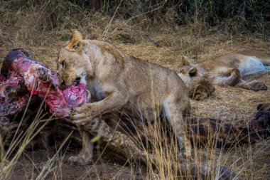 Aslanlar taze bir ölüm zürafasıyla besleniyor, Kruger Ulusal Parkı, Güney Afrika