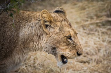 Aslanlar taze bir ölüm zürafasıyla besleniyor, Kruger Ulusal Parkı, Güney Afrika