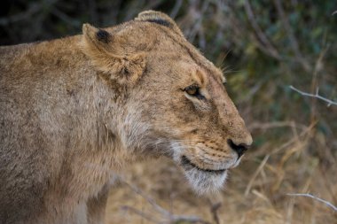Aslanlar taze bir ölüm zürafasıyla besleniyor, Kruger Ulusal Parkı, Güney Afrika