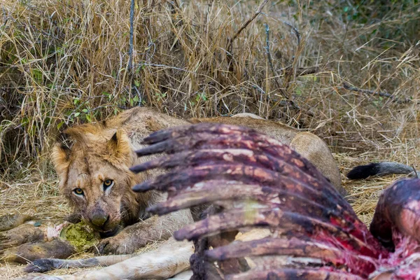 Leões Que Alimentam Uma Girafa Assassina Fresca Parque Nacional Kruger — Fotografia de Stock