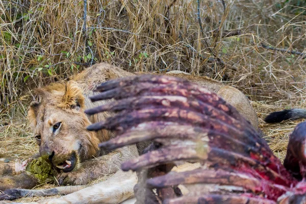 南非克鲁格国家公园 狮子以一头新鲜的猎杀长颈鹿为食 — 图库照片