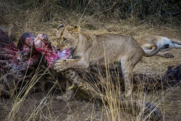 Lions Nourrissant Une Girafe Fraîche Parc National Kruger Afrique Sud — Photo