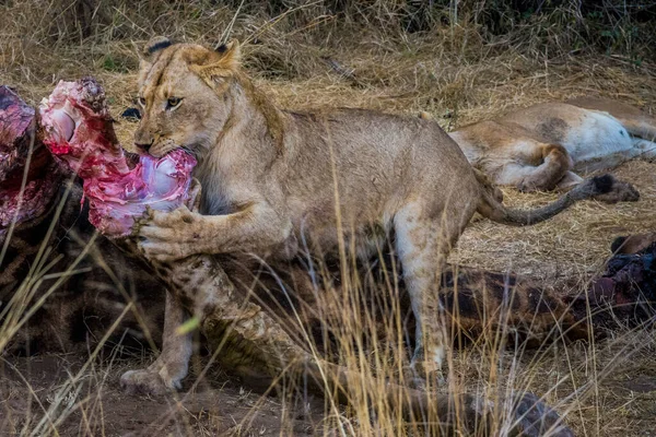 Leões Que Alimentam Uma Girafa Assassina Fresca Parque Nacional Kruger — Fotografia de Stock