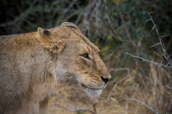 Leones Alimentándose Una Jirafa Fresca Parque Nacional Kruger Sudáfrica —  Fotos de Stock