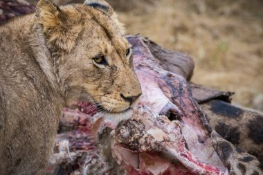 Aslanlar taze bir ölüm zürafasıyla besleniyor, Kruger Ulusal Parkı, Güney Afrika