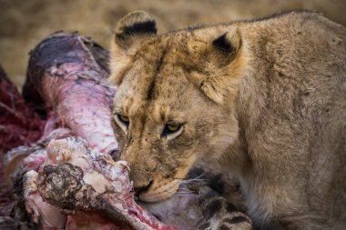 Aslanlar taze bir ölüm zürafasıyla besleniyor, Kruger Ulusal Parkı, Güney Afrika