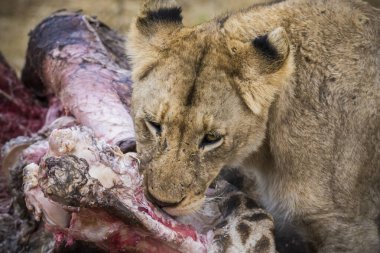 Aslanlar taze bir ölüm zürafasıyla besleniyor, Kruger Ulusal Parkı, Güney Afrika