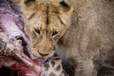 Aslanlar taze bir ölüm zürafasıyla besleniyor, Kruger Ulusal Parkı, Güney Afrika