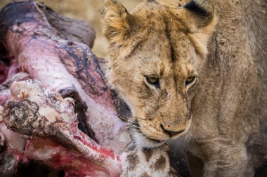 Aslanlar taze bir ölüm zürafasıyla besleniyor, Kruger Ulusal Parkı, Güney Afrika