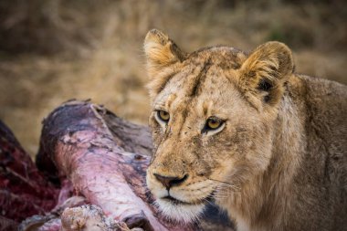 Aslanlar taze bir ölüm zürafasıyla besleniyor, Kruger Ulusal Parkı, Güney Afrika