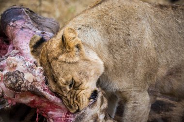 Aslanlar taze bir ölüm zürafasıyla besleniyor, Kruger Ulusal Parkı, Güney Afrika