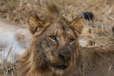 Aslanlar taze bir ölüm zürafasıyla besleniyor, Kruger Ulusal Parkı, Güney Afrika