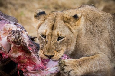 Aslanlar, Güney Afrika 'daki Kruger Park' ta yeni öldürülmüş bir zürafayla besleniyor.