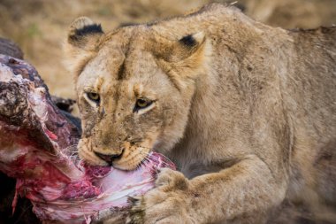 Aslanlar, Güney Afrika 'daki Kruger Park' ta yeni öldürülmüş bir zürafayla besleniyor.
