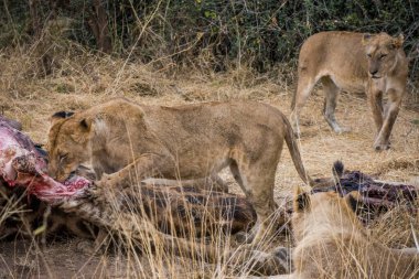 Aslanlar, Güney Afrika 'daki Kruger Park' ta yeni öldürülmüş bir zürafayla besleniyor.
